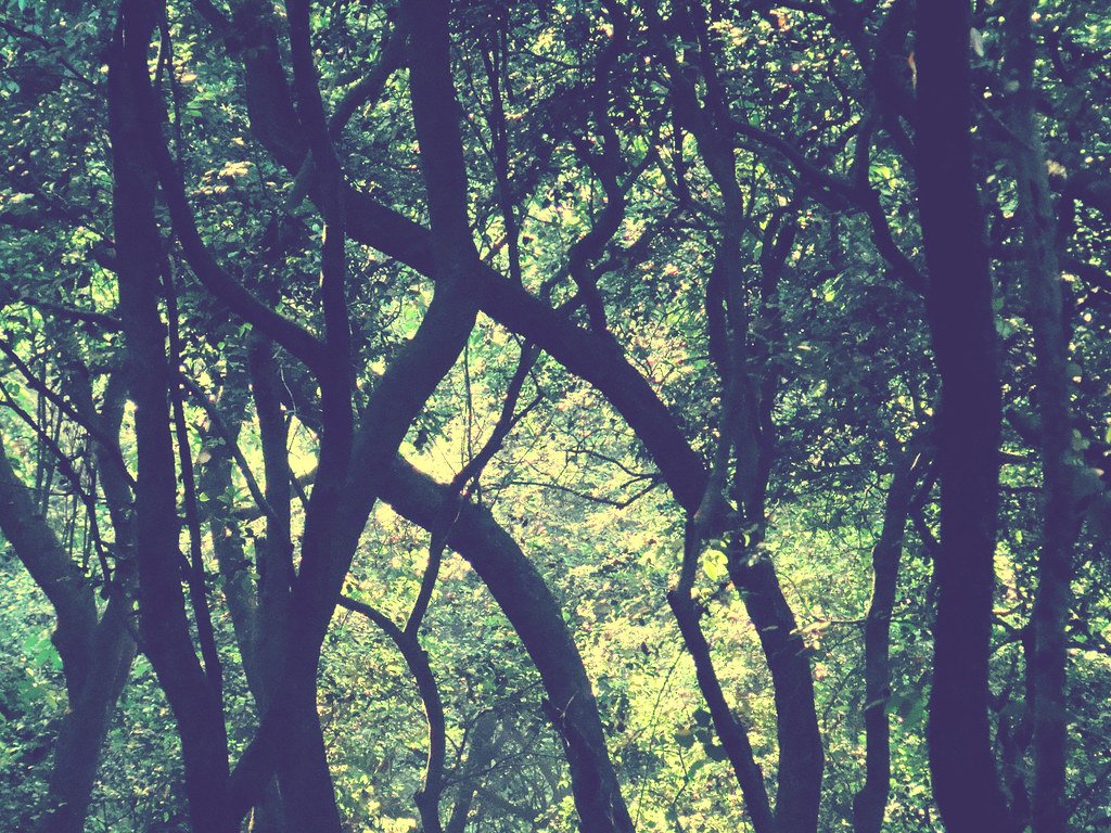 Karjat Trees Felling: Maharashtra CM Assures Due Process, Cites Bhimashankar Sanctuary Proximity 1 Karjat trees felled near Bhimashankar Wildlife Sanctuary