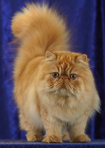 persian kittens in aurangabad need loving homes 1792575749