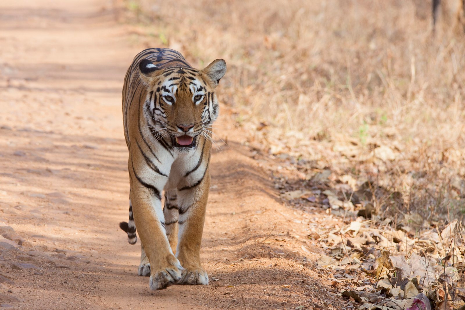 Tadoba Water Crisis: Maharashtra's Tadoba Tiger Reserve Deploys Innovative Sensors to Conserve Water for Wildlife 1 tadoba water crisis maharashtras tadoba tiger reserve deploys innovative sensors to conserve water for wildlife 1792691016 scaled